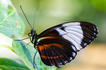 Fototapeta na wymiar Colorful butterfly