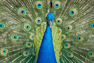 Obraz premium Peacock