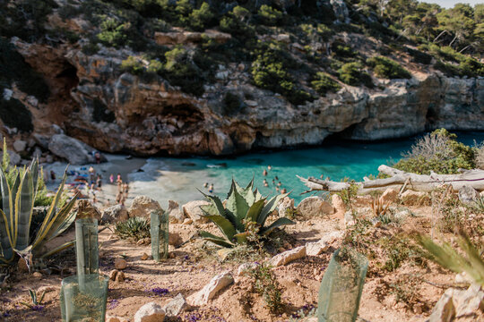 Plants on cliff above a beach at Calo des Moro in Mallorca