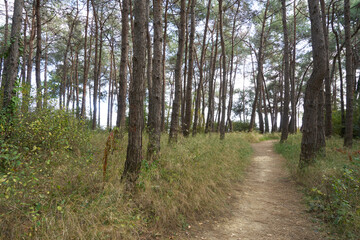 Summer forest with dense, green trees and path way.