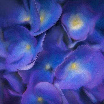 hydrangea blooms