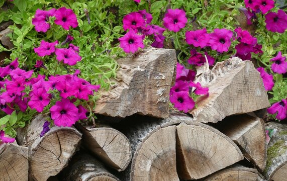 Dry firewood and decorative flowers background