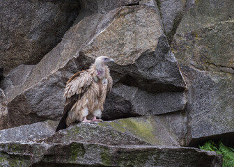 Himalayan vulture, Gyps himalayensis, Himalayan griffon vulture, an Old World vulture