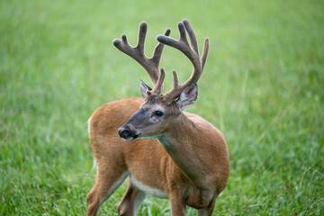 Naklejka na ściany i meble Whitetailed deer buck in velvet