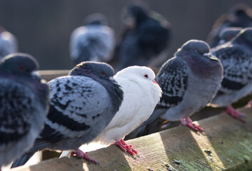 Obraz premium A Dove sitting in a row of Pigeons along a railing.