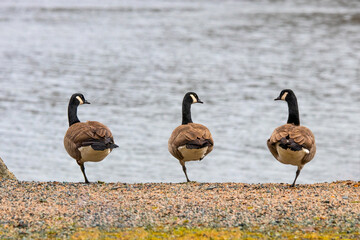 Geese resting on a riverbank standing on one leg.