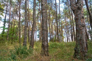 Fototapeta premium Summer forest with dense, green trees and path way.