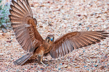 Brown Falcon Near Alice Springs, Australia on ground with wings spread