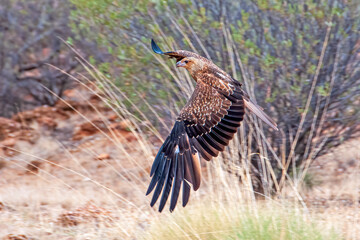 Brown Falcon in flight