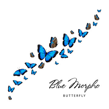 Fiying blue morpho butterflies. Vector illustration isolated on white background