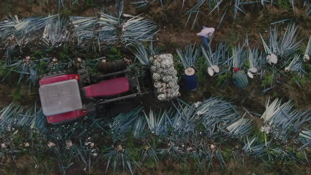 Harvesting agave in Tequila Jalisco