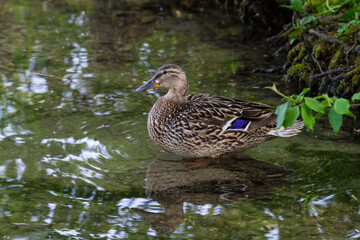 Female mallard duck standing in shallow water