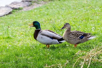 Mating pair of Mallard ducks on grass
