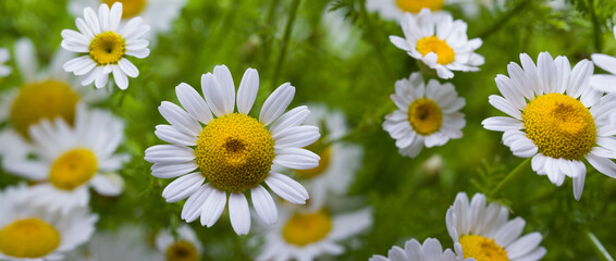 Close-up of daisies in spring