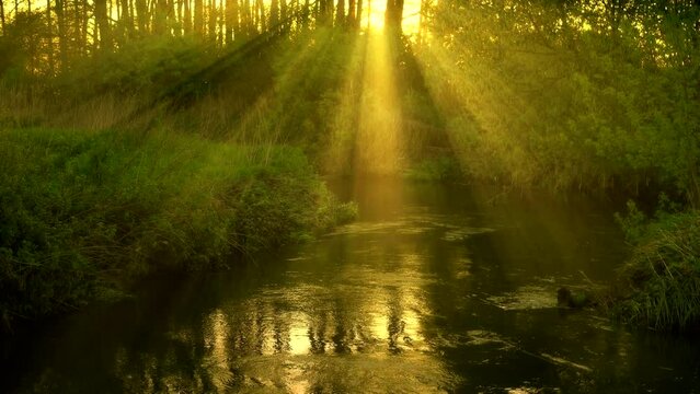 Forest green jungle view with fog and gold sun rays by the river 4K. Stream water with yellow color sunlight at sunset, natural misty calm scene, real time, zoom in, mid shot, ultra hd. ProRes 422 HQ.