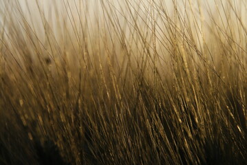 vegetacion en el campo