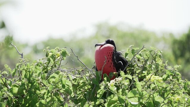 slow motion of a Magnificent frigatebird, Fregata magnificens, is a big black seabird with a characteristic red gular sac. Male frigate bird nesting with inflated sack, galapagos islands, Ecuador.