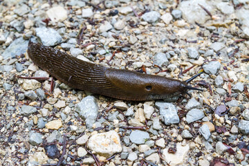 Dark brown slug crossing gravel