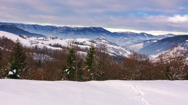 forested hills of carpathian countryside in winter. trees on snow covered meadow. overcast gloomy weather
