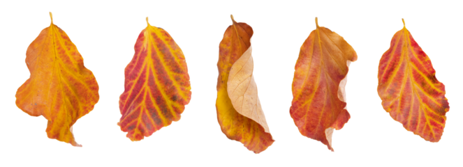 Feuilles mortes de Cotinus en automne 
