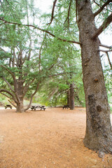 tree in the park