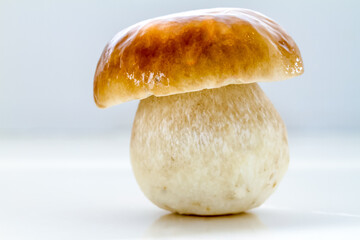 Fototapeta premium Porcino mushroom