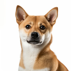 Confused Shiba Inu Dog with Tilted Head on White Background