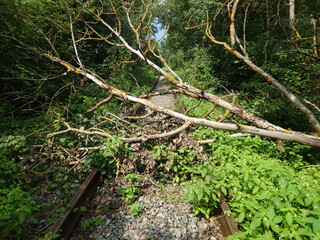 The tree lies on the railway tracks