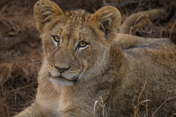 Baby Lion