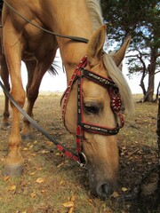 portrait of a horse