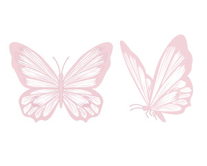 Fototapeta na wymiar pink and white butterfly