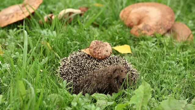 a hedgehog with a fungus on needles turns around and runs away against the background of grass and mushrooms, the concept of nature in autumn. High quality FullHD footage