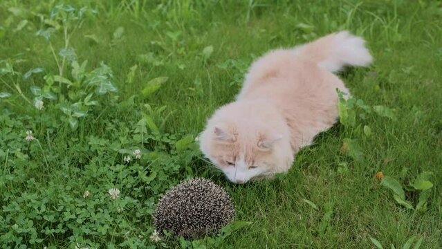 cute red cat kitten funny plays with a hedgehog touches his paw. High quality FullHD footage