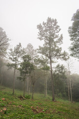 Obraz premium Foggy forest on a winter day in Sao Francisco de Paula, Rio Grande do Sul - Brazil