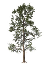 Obraz premium Sassafras albidum, sassafras, white sassafras, red sassafras, silky sassafras, light for daylight, easy to use, 3d render, isolated, tree isolated on white background