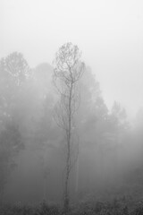Obraz na płótnie Canvas Foggy forest on a winter day in Sao Francisco de Paula, Rio Grande do Sul - Brazil