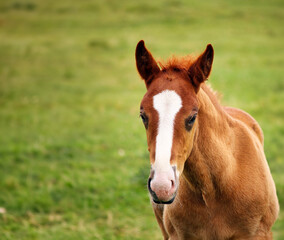 cute brown horse foal portrait