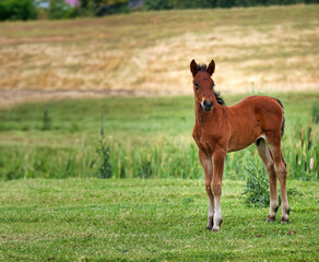 Naklejka na ściany i meble cute brown horse foal on field
