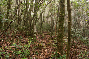 Atlantic rainforest in Sao Francisco de Paula, Rio Grande do Sul - Brazil