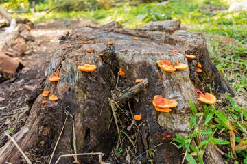 Pycnoporus sanguineus mushroom growing on dead wood - known in Brazil as Urupe. Sao Francisco de Paula - Brazil