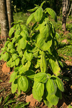 Coleus barbatus, aka Plectranthus barbatus, medicinal plant popular in Brazil known as "Boldo brasileiro"