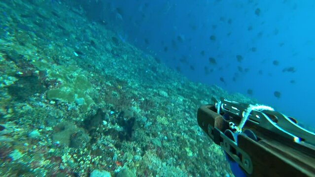 Pov of underwater hunter shooting lady fish with underwater gun. Undersea fisherman watches flock of ladyfish and shoots harpoon. Moment catching fish while spearfishing. Wide angle lens. Blue ocean.