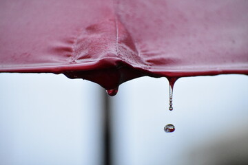 gota