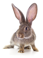 Fototapeta premium One red rabbit.