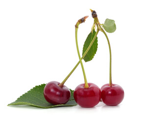 Bunch of ripe cherries on green leaves.