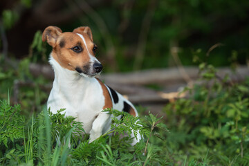 Small Jack Russell terrier sitting on forest meadow green leaves around her