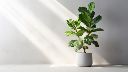 Modern banner, minimal blank grey white concrete texture wall with green fiddle leaf fig tree in sunlight - obrazy, fototapety, plakaty