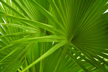 plant leaves