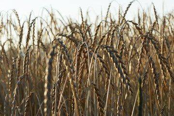 Abreifender,  reifer Dinkel,  dichter sauberer Bestand,  Feld,  Feldausschnitt,  Feldrand