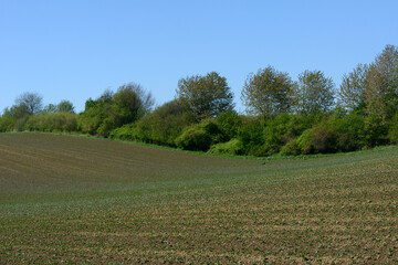 Ackerbohnenfeld nach dem Auflauf im  2-4-Blattstadium, links und rechts des Feldes Verlauf von Windschutzstreifen, Anbaufläche eines Biobetriebes